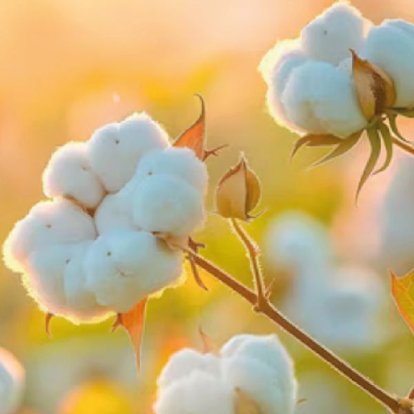 PACKAGING COTON BIO GOTS